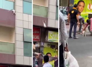 ഗർഭിണിയായ പൂച്ചയുടെ രക്ഷകർക്ക് ദുബായ് ഭരണാധികാരിയുടെ 40 ലക്ഷം രൂപ സമ്മാനം 4 heroes from viral cat rescue video