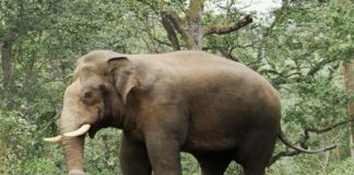 വീടുകൾ തകർത്ത് കാട്ടാന; തുരത്താൻ താപ്പാനകളെ എത്തിച്ച് വനപാലകർ Wild Elephant