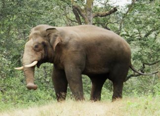 വീടുകൾ തകർത്ത് കാട്ടാന; തുരത്താൻ താപ്പാനകളെ എത്തിച്ച് വനപാലകർ Wild Elephant