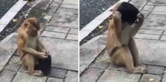 ‘കൊറോണക്കാലം അല്ലേ, മാസ്ക് വച്ചുകളയാം’; വൈറലായി കുരങ്ങന്റെ വീഡിയോ Monkey's-Viral-Video