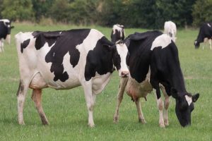 bacteria in cow urine