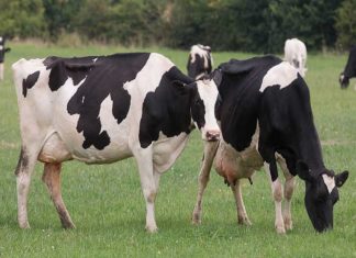 bacteria in cow urine