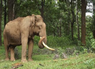 wild elephant attack