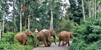 കാട്ടാനശല്യം അതിരൂക്ഷം; പുഴമൂലയിൽ വ്യാപക കൃഷിനാശം