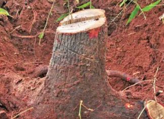 തലപ്പുഴയിൽ മരം മുറിച്ചുകടത്തിയ സംഭവം; മൂന്ന് വനപാലകർക്ക് എതിരെ നടപടി Sandalwood trees on private land can be cut and sold