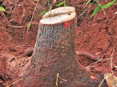 Sandalwood trees on private land can be cut and sold