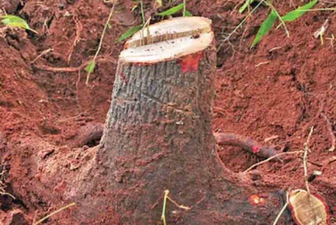 muttil tree cutting case