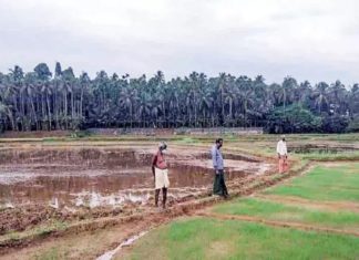 palakkad news-paddy farmers