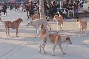 Street Dogs In Kasargod