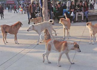 Street Dogs In Kasargod