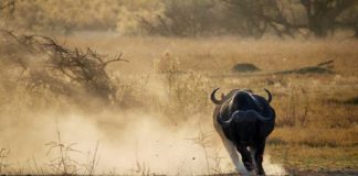 buffalo attack in kakkayam