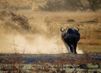 buffalo attack in kakkayam