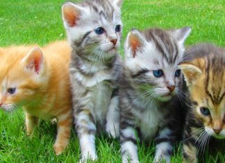 കൂരാച്ചുണ്ടിൽ പൂച്ചകൾ ചത്ത സംഭവം; വൈറസ് ബാധ മൂലമെന്ന് സ്ഥിരീകരണം