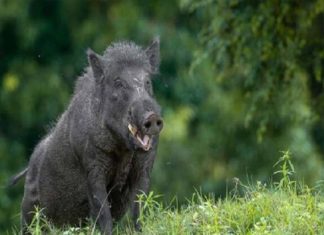 പാലക്കാട് കാട്ടുപന്നിയുടെ ആക്രമണത്തിൽ വീട്ടമ്മയ്ക്ക് ഗുരുതര പരിക്ക് wild boar attack