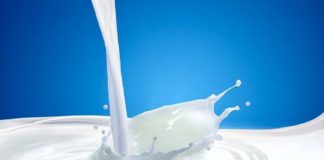 ക്ഷീരകർഷകന് കോവിഡ്; സ്വീകരിക്കാൻ ആളില്ലാതെ ദിവസവും ഒഴുക്കി കളയുന്നത് 50 ലിറ്റർ പാൽ