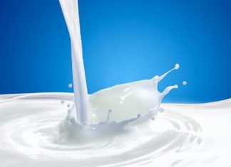 ക്ഷീരകർഷകന് കോവിഡ്; സ്വീകരിക്കാൻ ആളില്ലാതെ ദിവസവും ഒഴുക്കി കളയുന്നത് 50 ലിറ്റർ പാൽ