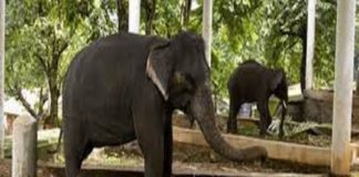 ഹെർപ്പസ് വൈറസ് ബാധ; ആനക്കുട്ടികൾക്ക് ക്വാറന്റെയ്ൻ ഏർപ്പെടുത്തി