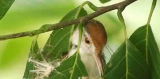 കൂട് ‘നെയ്യുന്ന’ ടൈലർബേർഡ്; കൗതുകം നിറച്ച് വീഡിയോ a tailorbird weave its nest