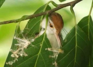 കൂട് ‘നെയ്യുന്ന’ ടൈലർബേർഡ്; കൗതുകം നിറച്ച് വീഡിയോ a tailorbird weave its nest