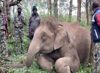 വൈദ്യുതാഘാതം; ഇടുക്കി ചിന്നക്കനാലിൽ കാട്ടാന ചരിഞ്ഞു wild-elephant-died