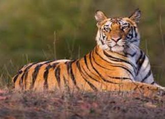 വെങ്ങലോടിയിൽ കടുവയുടെ കാൽപ്പാടുകൾ കണ്ടെത്തി; പ്രദേശവാസികൾ ഭീതിയിൽ