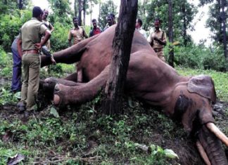 ഷോക്കേറ്റ് ആന ചരിഞ്ഞ സംഭവം; വനം വകുപ്പ് നടപടി തുടങ്ങി Wild Elephant Died
