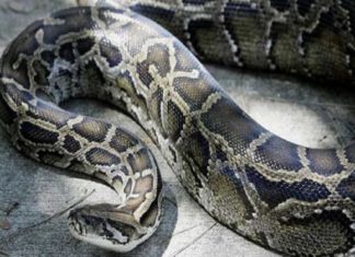 വേദനയോടെ ജീവിതം; വീഴ്ചയിൽ പരിക്കേറ്റ പെരുമ്പാമ്പിന് ശസ്ത്രക്രിയ നടത്തി