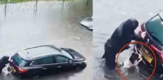 റോഡിലെ വെള്ളക്കെട്ടിൽ കാർ കുടുങ്ങി; സ്ത്രീക്കൊപ്പം തള്ളാൻ സഹായിച്ച് വളർത്തുനായ Dog Helps to push tha car