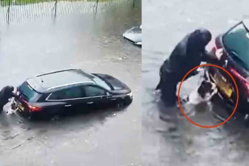 Spotlight Dog Helps to push tha car