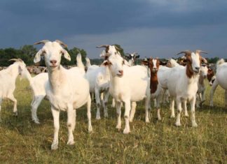 അജ്ഞാത രോഗം ബാധിച്ച് ആടുകൾ ചത്തൊടുങ്ങുന്നു; രോഗ നിർണയത്തിൽ കാലതാമസം