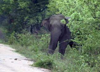 മസിനഗുടിയിൽ പിടിയാനയെ ചരിഞ്ഞ നിലയിൽ കണ്ടെത്തി; ആന്ത്രാക്സ് സംശയം
