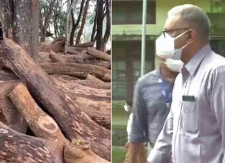 മുട്ടിൽ മരംമുറി; ആരോപണ വിധേയനായ ഡെപ്യൂട്ടി കൺസർവേറ്റർക്ക് സ്ഥലംമാറ്റം Muttil Wood-Smuggling
