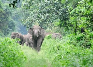 Wild Elephant In Palakkad