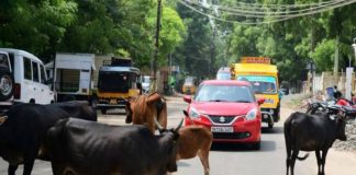 നടപടിയെടുത്ത് പഞ്ചായത്ത്; അലഞ്ഞു തിരിയുന്ന കന്നുകാലികളെ പിടികൂടി തുടങ്ങി Kannur News
