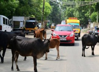 നടപടിയെടുത്ത് പഞ്ചായത്ത്; അലഞ്ഞു തിരിയുന്ന കന്നുകാലികളെ പിടികൂടി തുടങ്ങി Kannur News