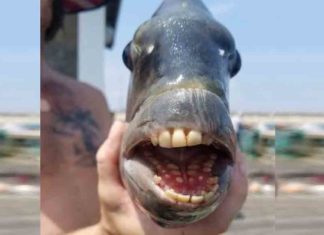 വായ് നിറയെ പല്ലുകളുള്ള മീൻ; അതും മനുഷ്യന്റേതിന് സമാനമായവ Fish with mouth full of teeth