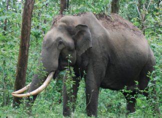 Wild Elephant In Palakkad