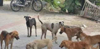 Stray-dogs-ottapalam-palakkad