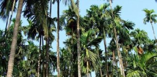 കാസർഗോഡ് മലയോര മേഖലയിൽ മഹാളി രോഗം പടരുന്നു mahali-arecaunut