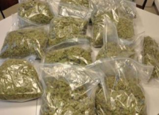 കളമശേരി പോളിടെക്നിക്കിൽ വൻ കഞ്ചാവ് വേട്ട; മൂന്ന് വിദ്യാർഥികൾ അറസ്റ്റിൽ cannabis seized in Kalamassery Polytechnic Hostel