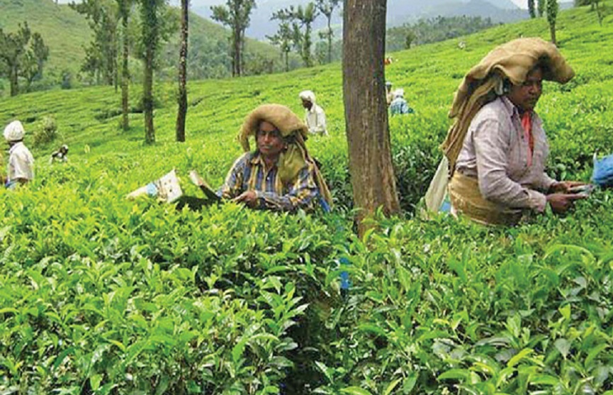 estate workers estate workers