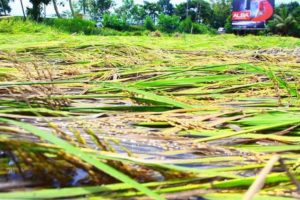 palakkad-paddy