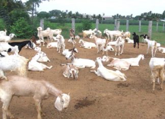 Goat Farming In Kasargod