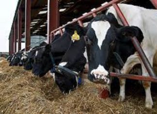 കാലിത്തീറ്റ വില വർധനവ്; വയനാട്ടിലെ ക്ഷീര കർഷകർ കടുത്ത പ്രതിസന്ധിയിൽ