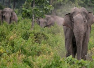 കണ്ണൂരിലെ ജനവാസ മേഖലയിൽ വീണ്ടും കാട്ടാനകൾ എത്തി