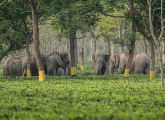 മലമ്പുഴയിൽ മൽസ്യ തൊഴിലാളിക്ക് നേരെ കാട്ടാനക്കൂട്ടത്തിന്റെ ആക്രമണം Wild Elephant