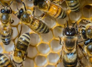 കൃഷിപ്പണിക്കിടെ തേനീച്ചയുടെ കുത്തേറ്റു; 78കാരന് ദാരുണാന്ത്യം bee attack-kannur