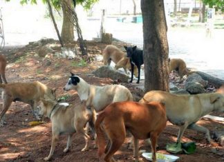 Street Dogs