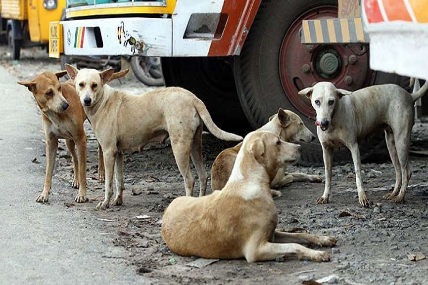 Street Dog Issues Street Dog Issues