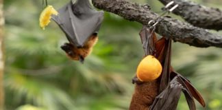 bat-fruit